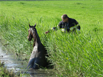 Prio 2 Dier te Water Paard Dykhuzen Gerkesklooster